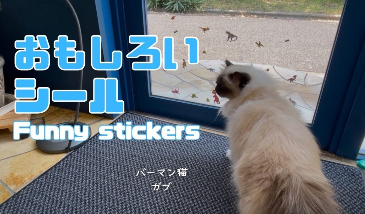 バーマン猫ガブ【おもしろいシール】Funny stickers（バーマン猫）Birman/Cat