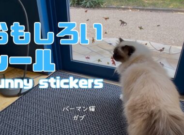 バーマン猫ガブ【おもしろいシール】Funny stickers（バーマン猫）Birman/Cat