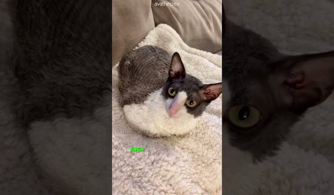 Cornish Rex 🐱 Curly-Coated Cuteness