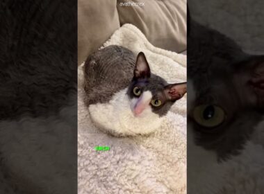 Cornish Rex 🐱 Curly-Coated Cuteness