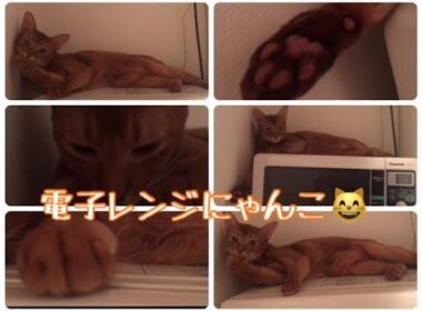 電子レンジにゃんこ。愛猫アビシニアンレッド君
