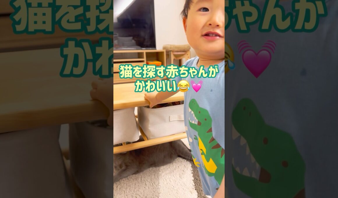 猫とかくれんぼ🎶 #赤ちゃん #1歳  #保護猫 #ロシアンブルー #baby  #cat