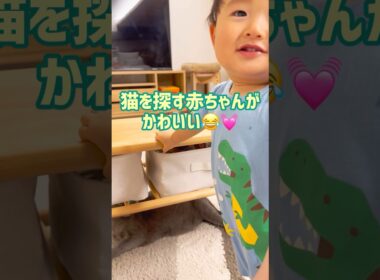 猫とかくれんぼ🎶 #赤ちゃん #1歳  #保護猫 #ロシアンブルー #baby  #cat