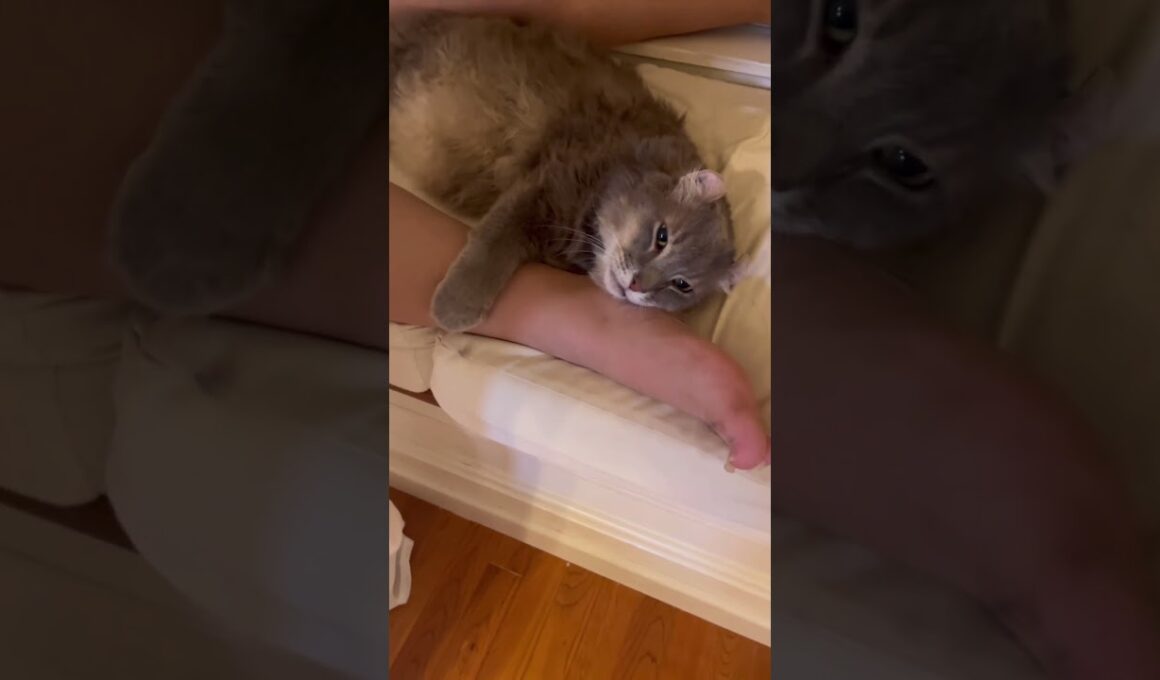 幸せな時間 #ねこ動画 #アメリカンカール #shortsvideo
