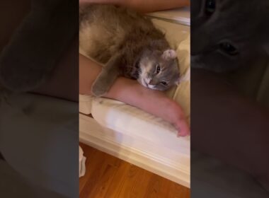 幸せな時間 #ねこ動画 #アメリカンカール #shortsvideo