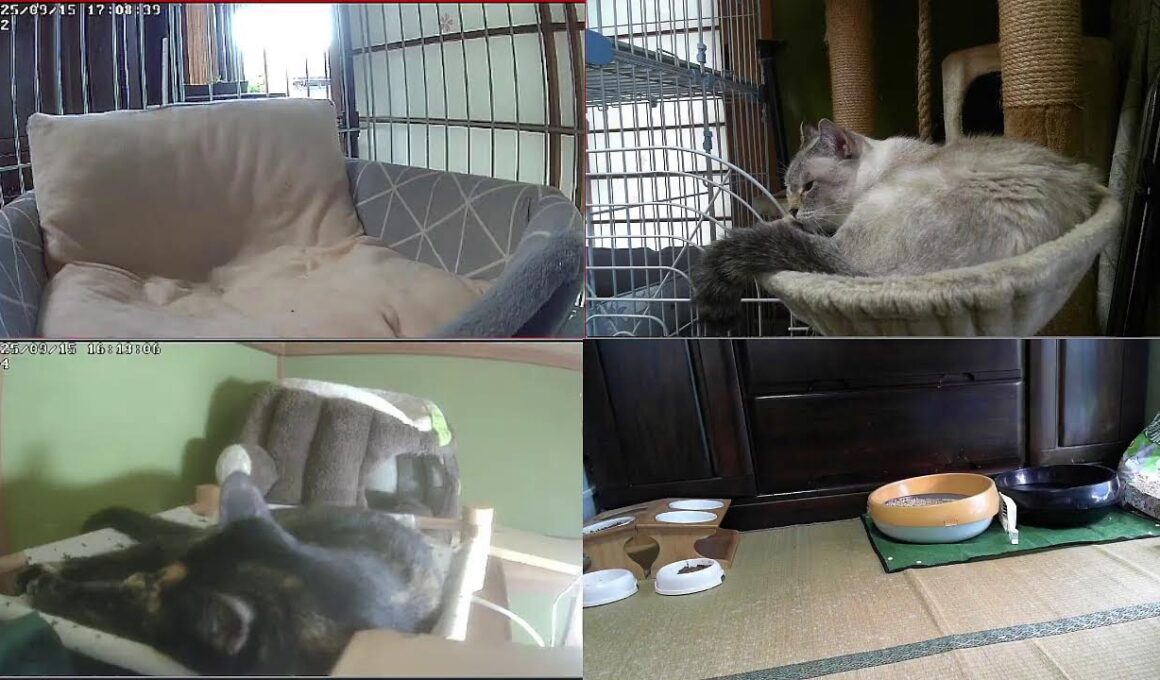 【24時間365日猫ライブ】　犬好きが猫を保護した結果こうなりました　野良猫から家猫へ 　保護猫5匹　 cat live