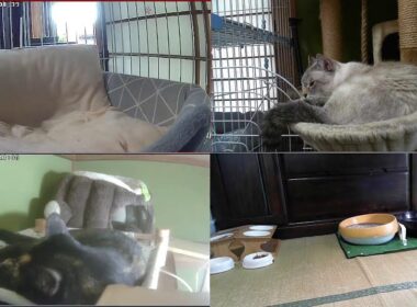 【24時間365日猫ライブ】　犬好きが猫を保護した結果こうなりました　野良猫から家猫へ 　保護猫5匹　 cat live
