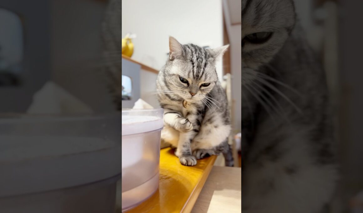 アメリカンショートヘアがお好きでしょ？ #猫 #shorts