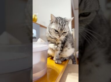 アメリカンショートヘアがお好きでしょ？ #猫 #shorts