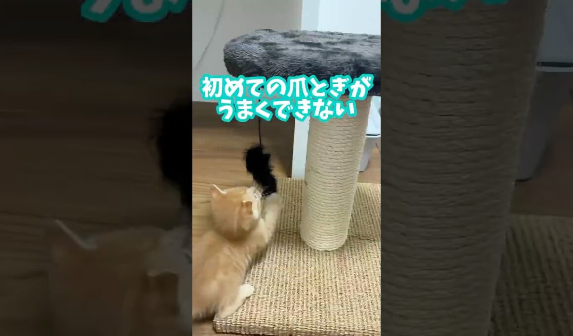 【爪とぎ】3週齢の子猫、爪とぎしたいのに敵が多くて辿り着けない