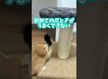 【爪とぎ】3週齢の子猫、爪とぎしたいのに敵が多くて辿り着けない