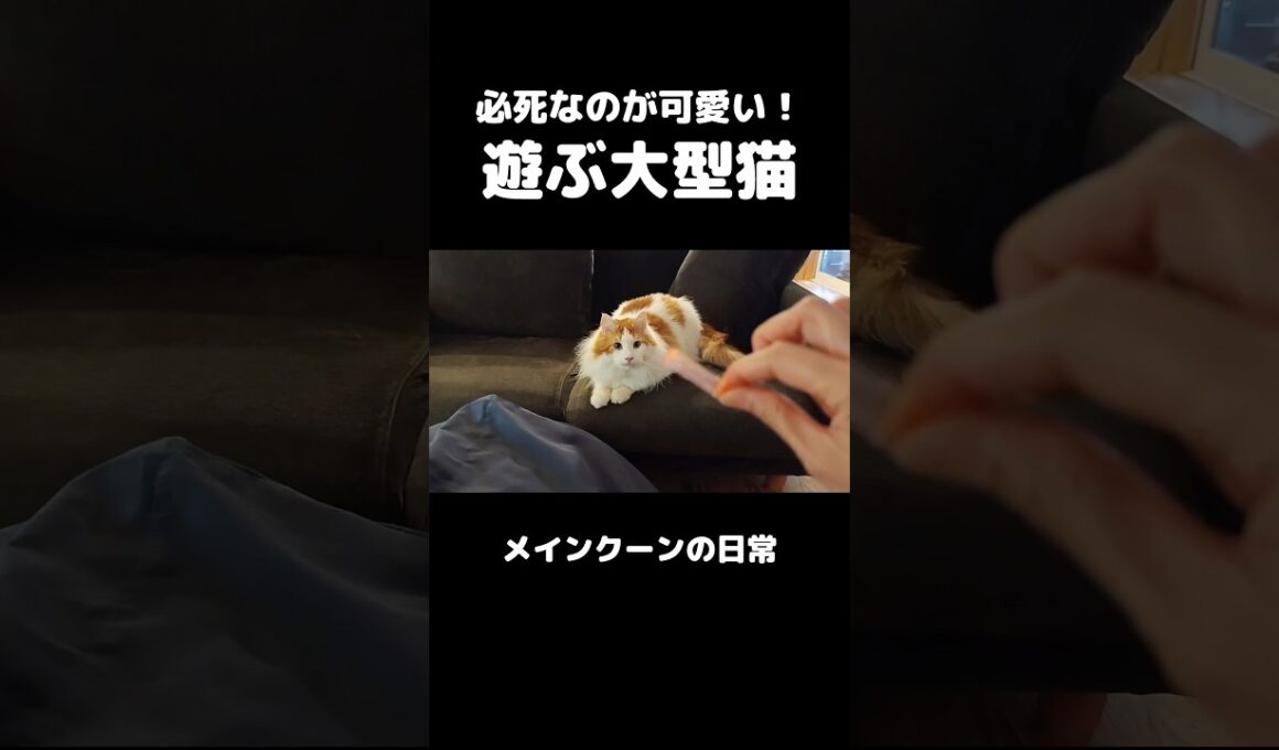 ダイナミックに遊ぶ大型猫メインクーンを
