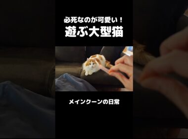 ダイナミックに遊ぶ大型猫メインクーンを