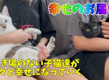 【幸せのお届け】この子達を飛行機に乗せて心から良かったと思える場面