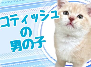 スコティッシュフォールドの子猫　（和歌山）