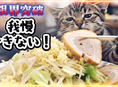 子猫、筋トレ失敗…最後はラーメンでごまかす/Kitten Fails Workout… Ends Up with Ramen