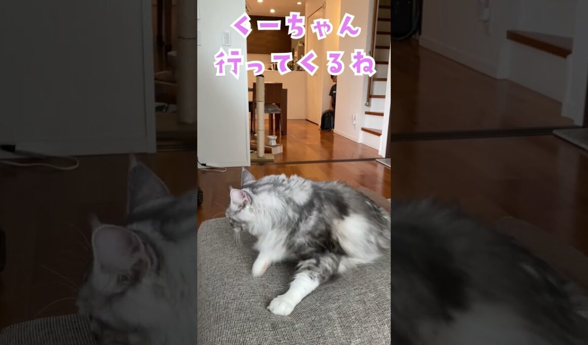 朝、大型猫と別れがたくて、何度も階段から顔をのぞかせる少年。#メインクーン#shorts