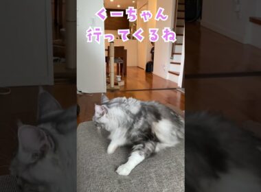 朝、大型猫と別れがたくて、何度も階段から顔をのぞかせる少年。#メインクーン#shorts