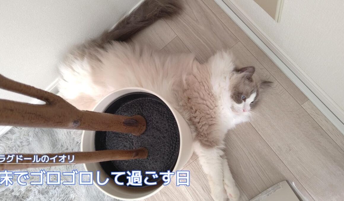 【ラグドール】床でゴロゴロして過ごす日