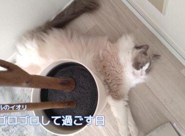 【ラグドール】床でゴロゴロして過ごす日