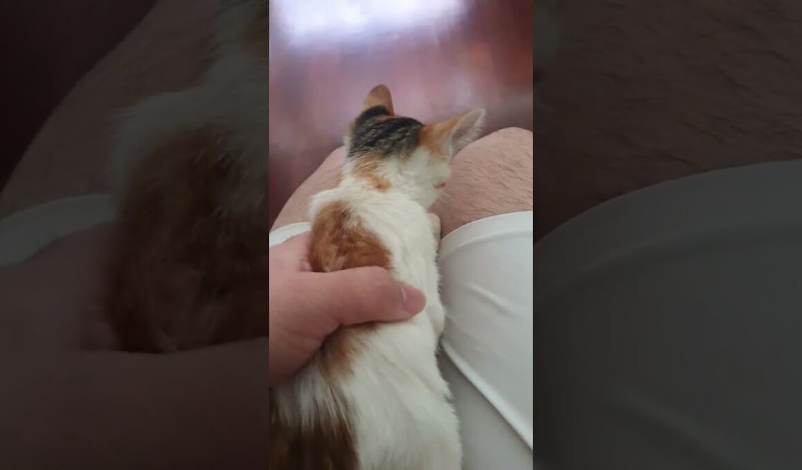 American Wirehair Kitten For Adoption - 3 Months, Molly from Subang Jaya, Selangor