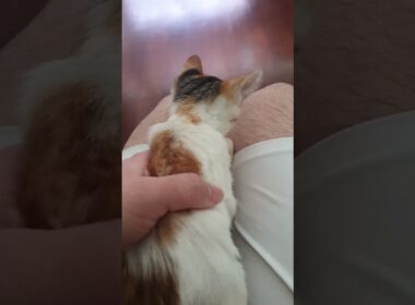 American Wirehair Kitten For Adoption - 3 Months, Molly from Subang Jaya, Selangor