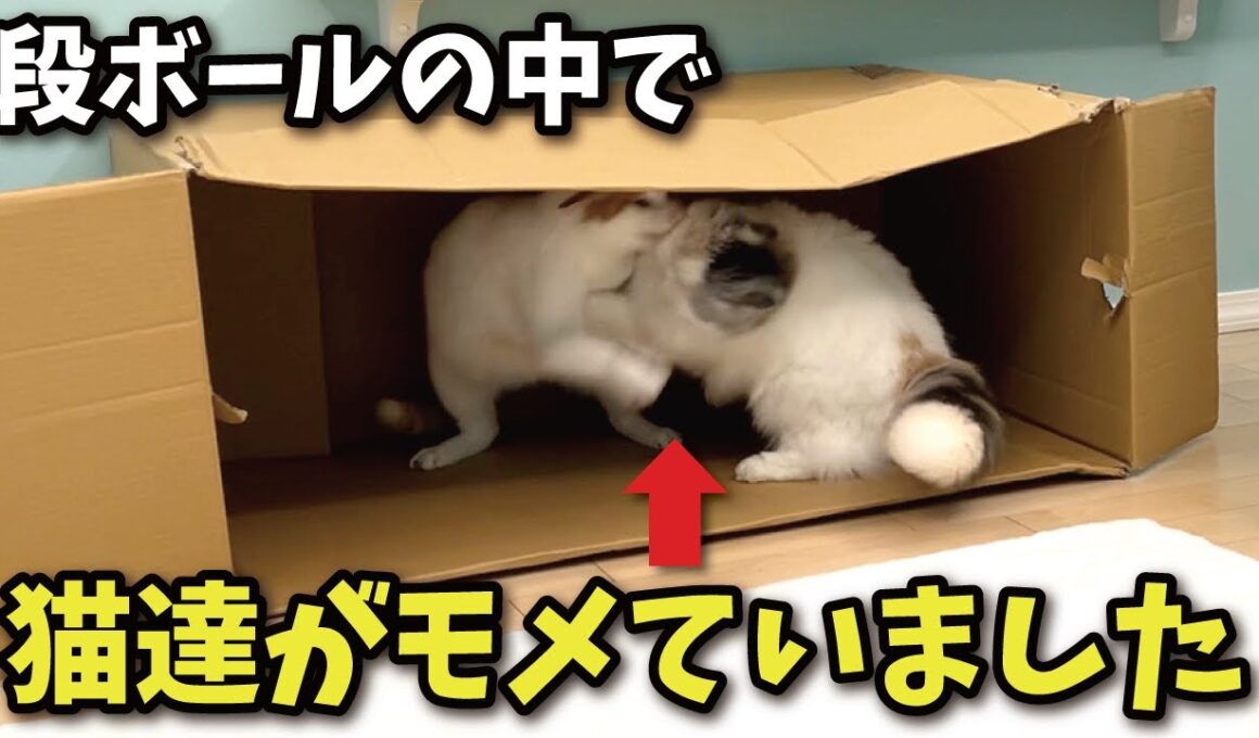 【危険】猫にダンボールを与えてはいけません！！！！！！【関西弁でしゃべる猫】【猫アテレコ】