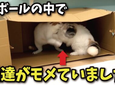 【危険】猫にダンボールを与えてはいけません！！！！！！【関西弁でしゃべる猫】【猫アテレコ】