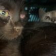 小さな折りたたみコンテナに入るシャムの子ネコ雫。黒猫の子ネコ黒夢が入り、狭いし、出れないしの顔がww