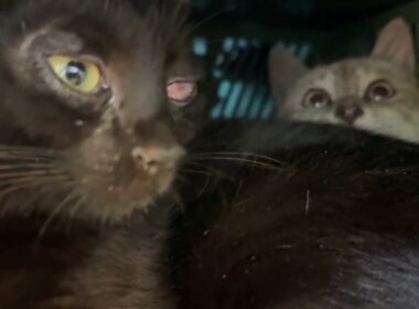 小さな折りたたみコンテナに入るシャムの子ネコ雫。黒猫の子ネコ黒夢が入り、狭いし、出れないしの顔がww