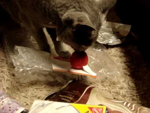 キャットニップで狂う猫①