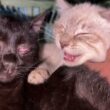 シャムの子ネコ雫「狭いんだから、コンテナから出てよ、黒猫の子ネコ黒夢」と不機嫌になり、ウp主に咬みつく