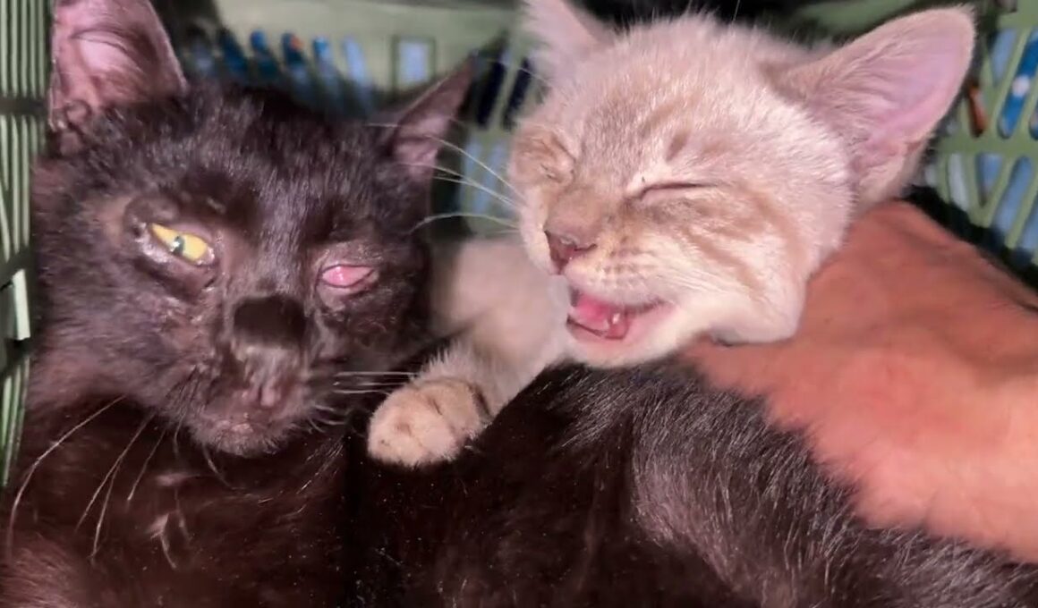 シャムの子ネコ雫「狭いんだから、コンテナから出てよ、黒猫の子ネコ黒夢」と不機嫌になり、ウp主に咬みつく