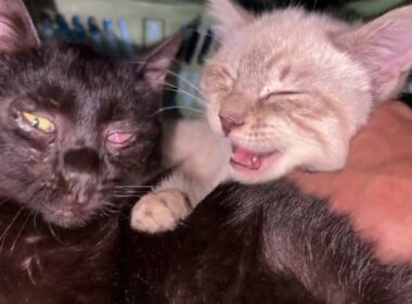 シャムの子ネコ雫「狭いんだから、コンテナから出てよ、黒猫の子ネコ黒夢」と不機嫌になり、ウp主に咬みつく