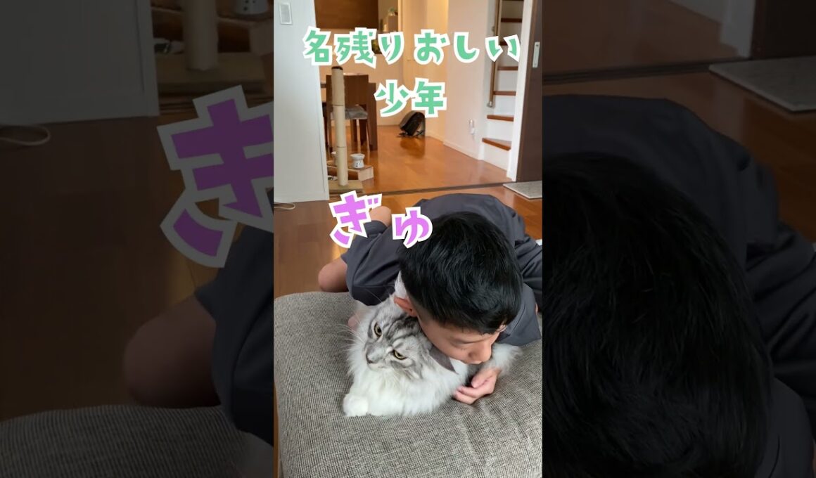朝、大型猫と別れるのが名残惜しくて何度もぎゅっとする少年。#メインクーン#shorts