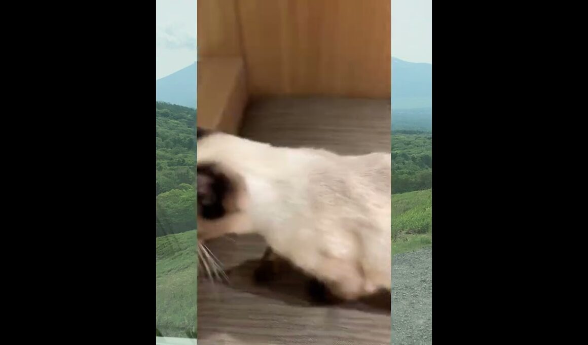 猫カフェのシャム猫ちゃん　Siamese cat in a cat cafe　暹罗猫在猫咖啡馆