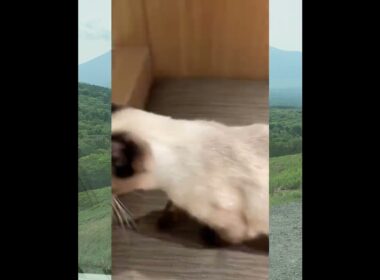 猫カフェのシャム猫ちゃん　Siamese cat in a cat cafe　暹罗猫在猫咖啡馆