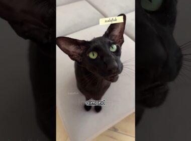 Oriental Shorthair 🐱 | Kucing Elegan dengan 300 Warna Bulu!