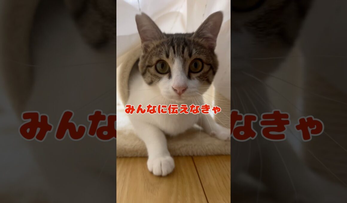 【保護猫】ポムの知識をみんなに伝える猫