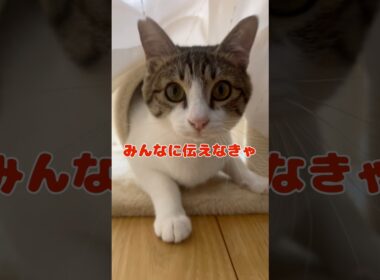 【保護猫】ポムの知識をみんなに伝える猫