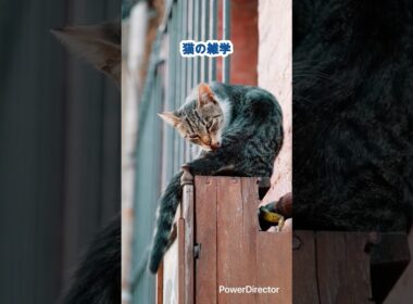 猫の雑学14