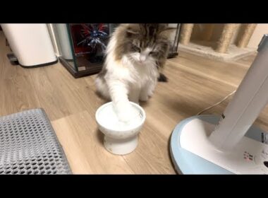 水に手をつけてから毛繕いをする変わった猫がかわいすぎたw