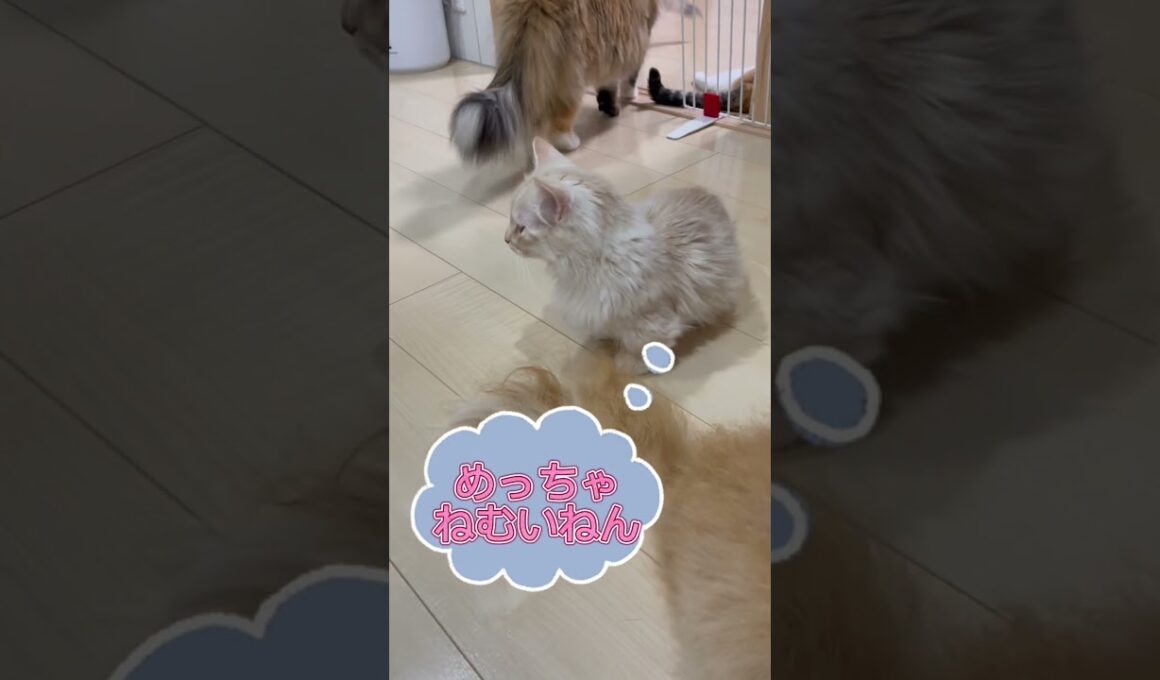 猫の表情分かりますか♥️ 【お問合せ詳細は説明欄に記載あります】 #ブリーダー直販 #ラパーマ #猫 #猫のいる暮らし #子猫 #マンチカン #ミヌエット #子猫販売