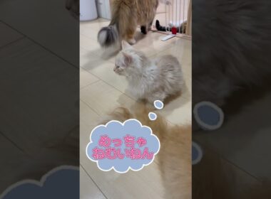 猫の表情分かりますか♥️ 【お問合せ詳細は説明欄に記載あります】 #ブリーダー直販 #ラパーマ #猫 #猫のいる暮らし #子猫 #マンチカン #ミヌエット #子猫販売