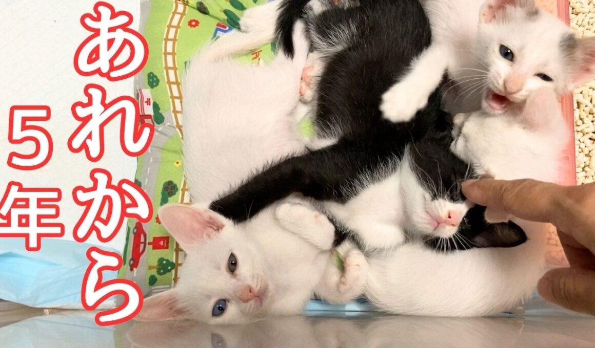 あれから5年 保護した4匹の子猫たちと先住猫との、涙と笑顔の5年間