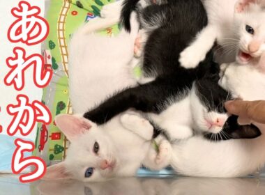 あれから5年 保護した4匹の子猫たちと先住猫との、涙と笑顔の5年間