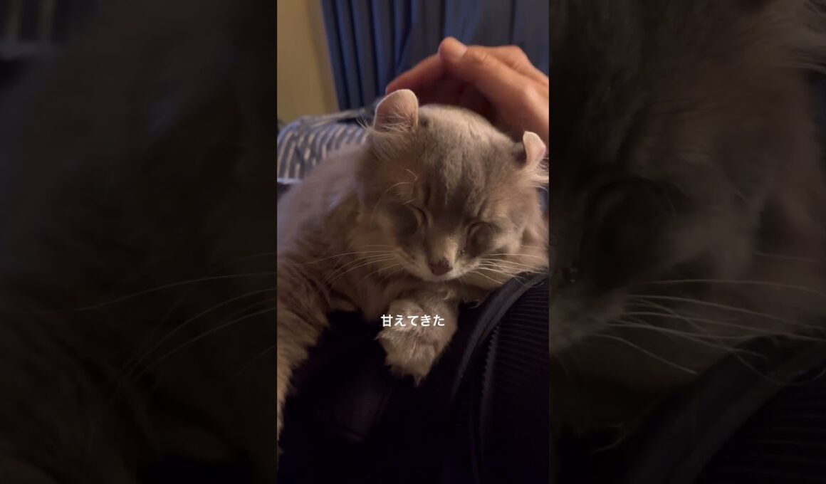 猫動画 #shorts さがしたら #アメリカンカール
