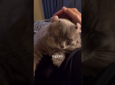 猫動画 #shorts さがしたら #アメリカンカール