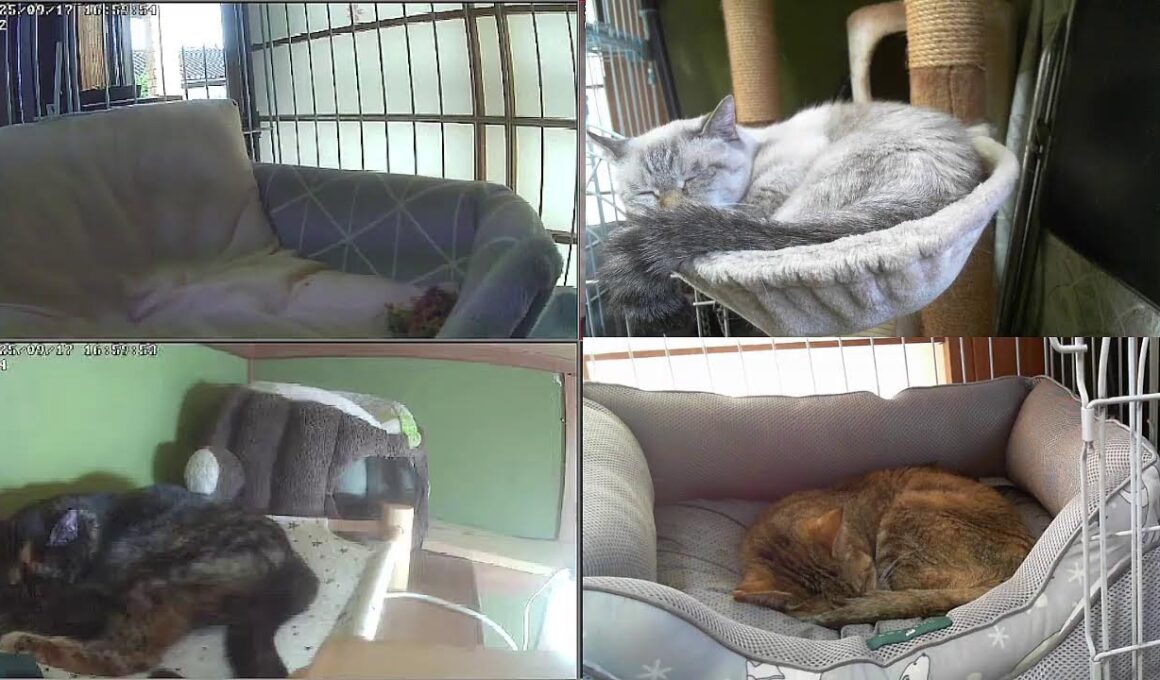 【24時間365日猫ライブ】　犬好きが猫を保護した結果こうなりました　野良猫から家猫へ 　保護猫5匹　 cat live