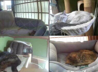 【24時間365日猫ライブ】　犬好きが猫を保護した結果こうなりました　野良猫から家猫へ 　保護猫5匹　 cat live